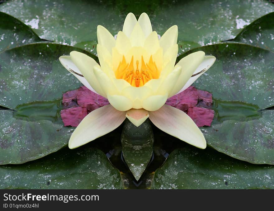 Yellow lily flower