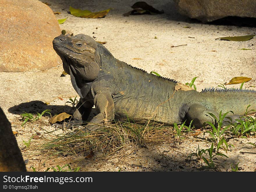 Iguana