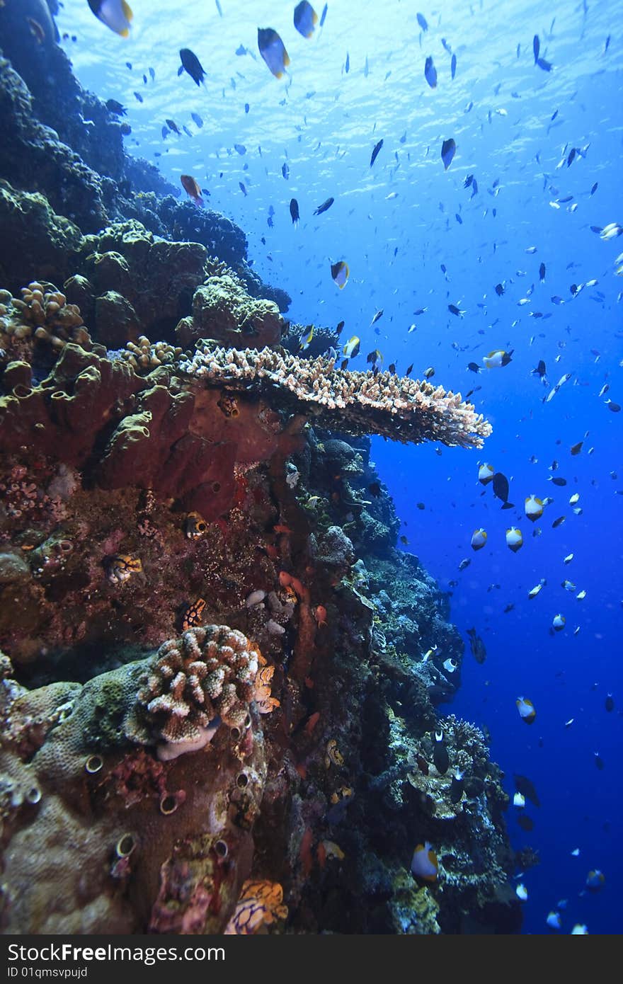 Vertical wall with table top corals