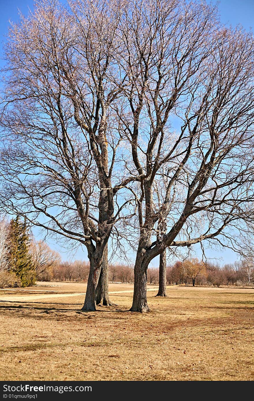 Interlacing of branches and trunks of the trees growing nearby. Interlacing of branches and trunks of the trees growing nearby