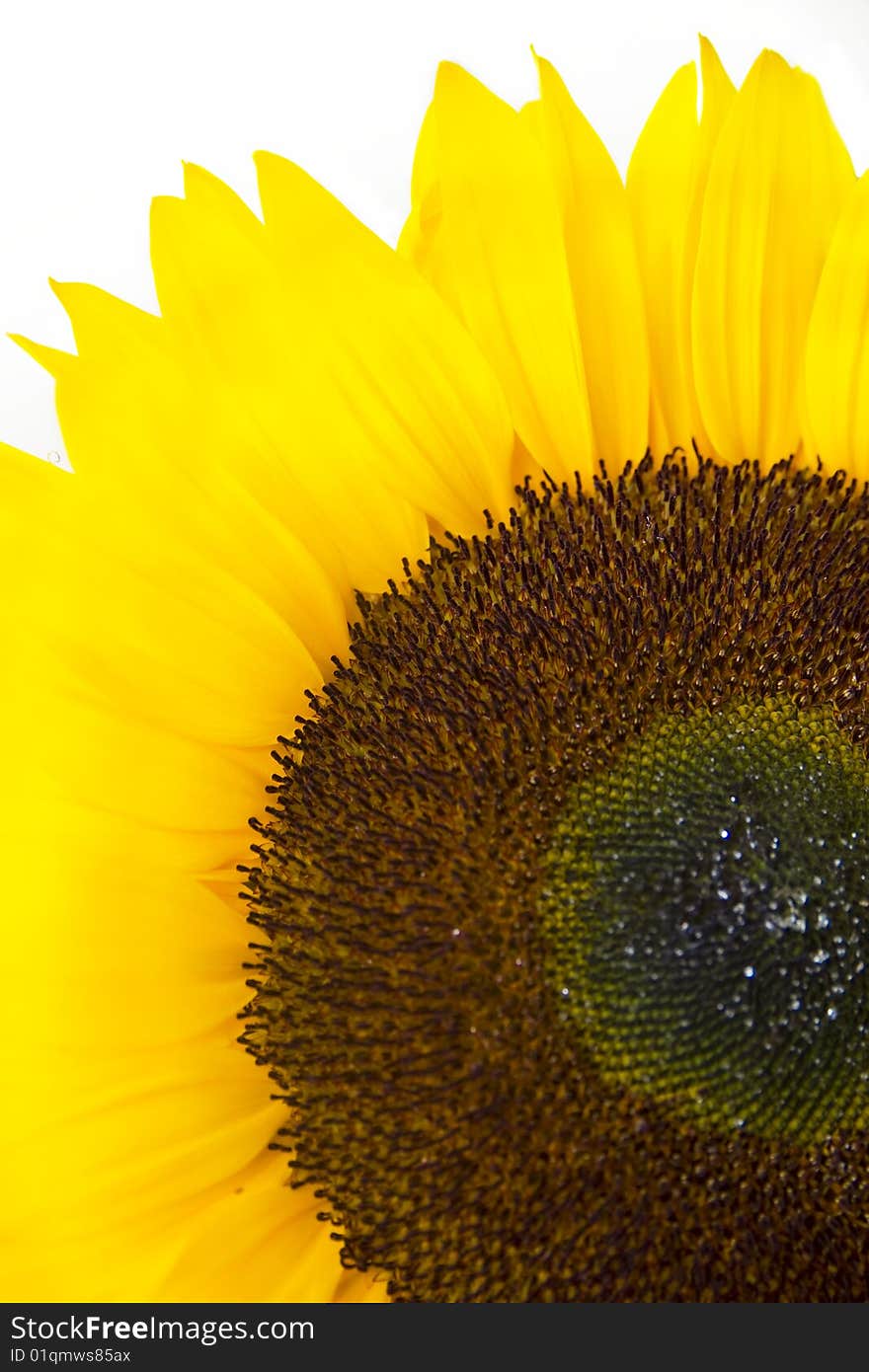 Sunflower closeup on a white background