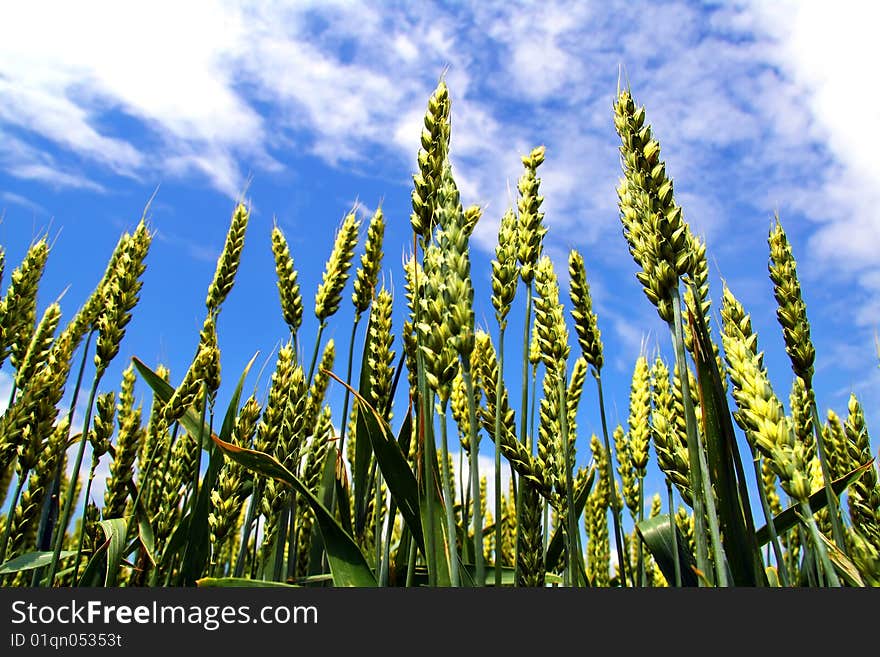 Vernal green spikelets