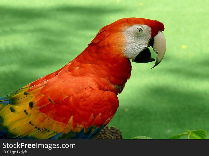 Scarlet macaw