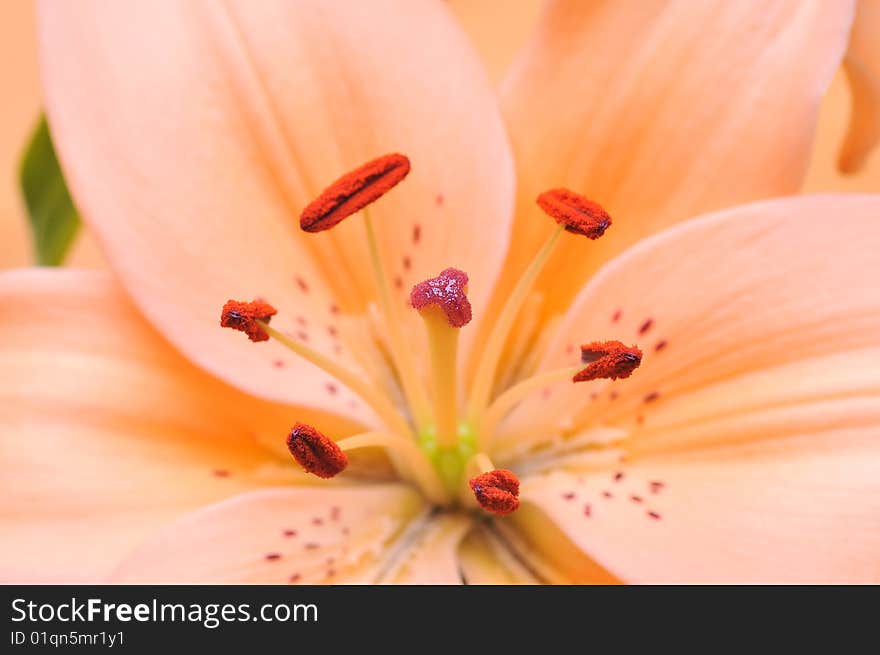 Orange Tiger Lilly