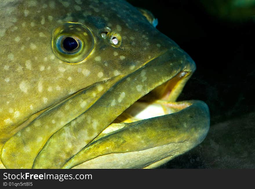 Close-up yellow cod-fish