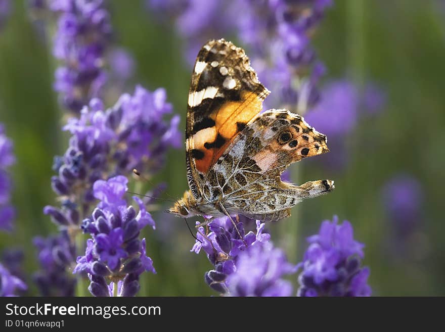 A butterfly is sitting on a lavender plant. A butterfly is sitting on a lavender plant