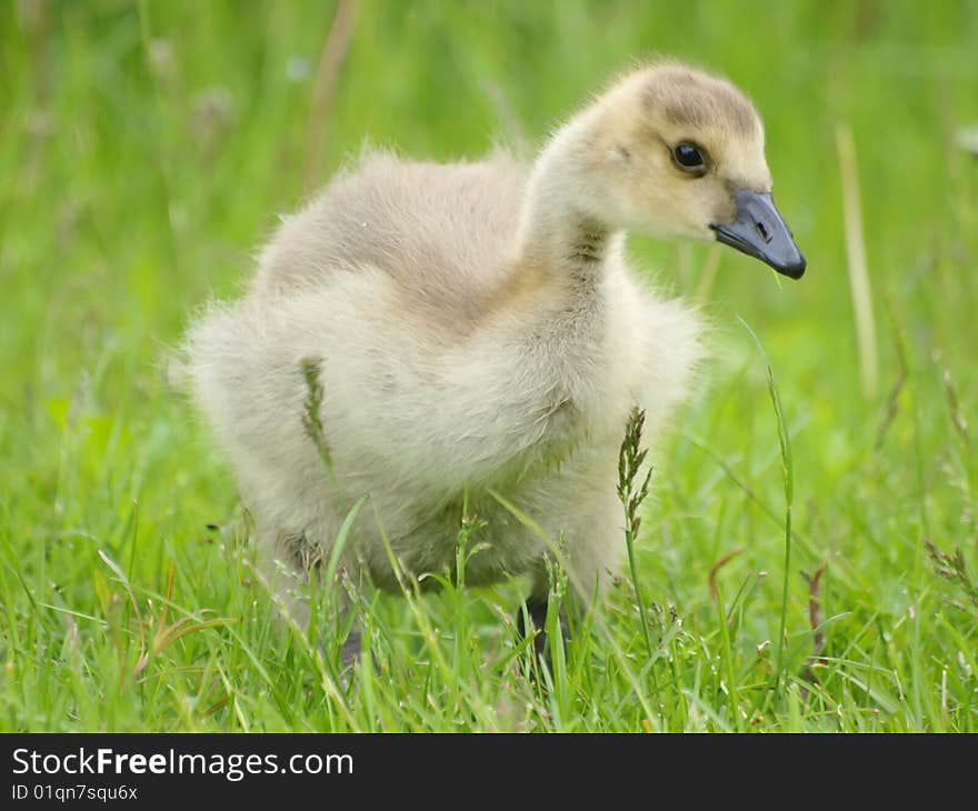 Canada Gosling