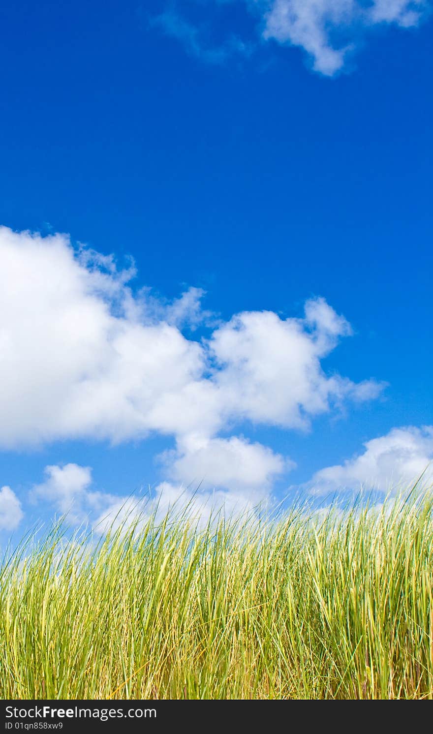 Green lawn with blue sky