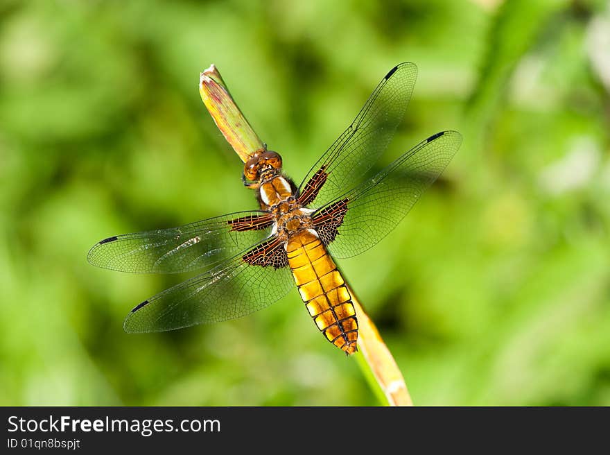 A resting dragonfly on a plant-libellula depressa