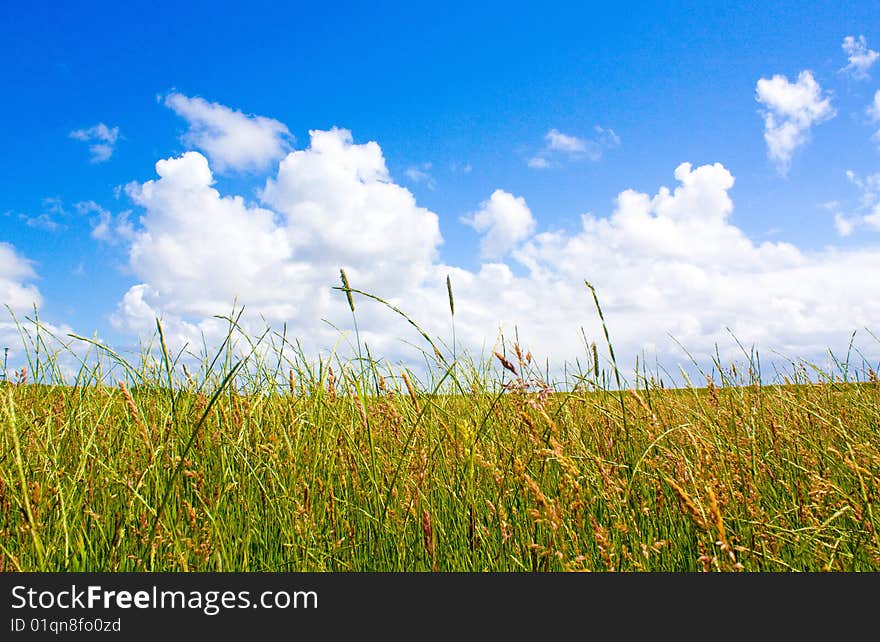 Green lawn with blue sky