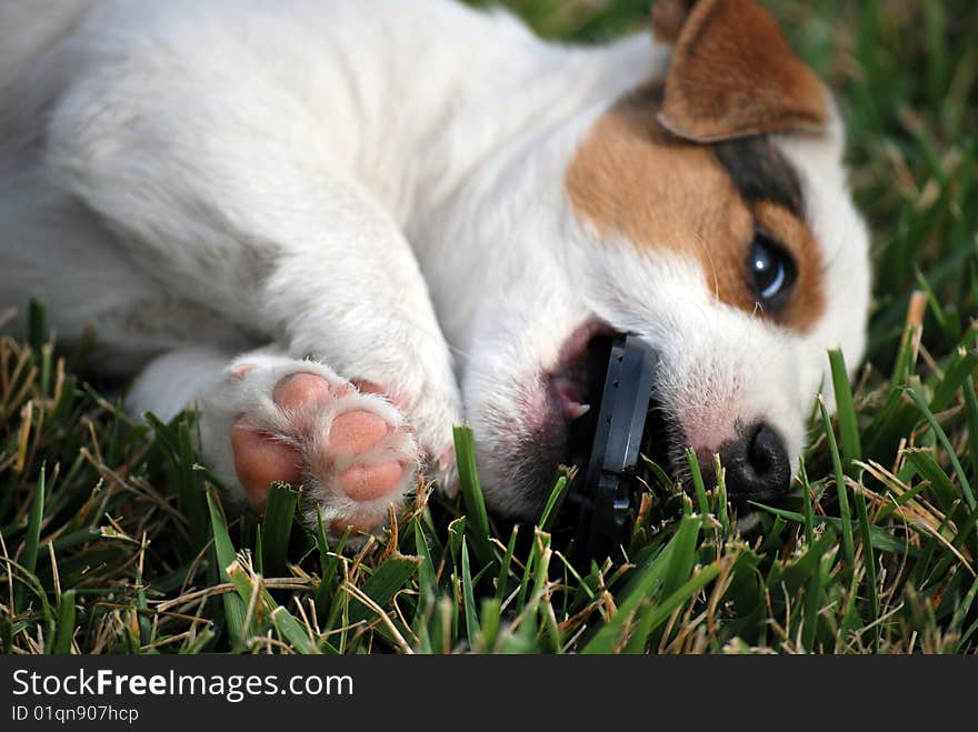 Puppy chewing on lens cap