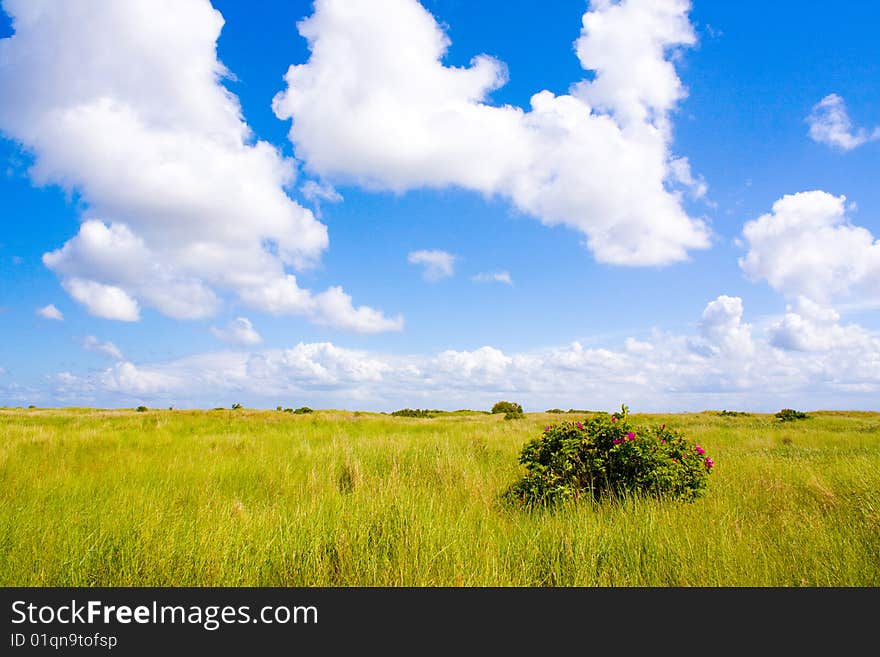 Green lawn with blue sky