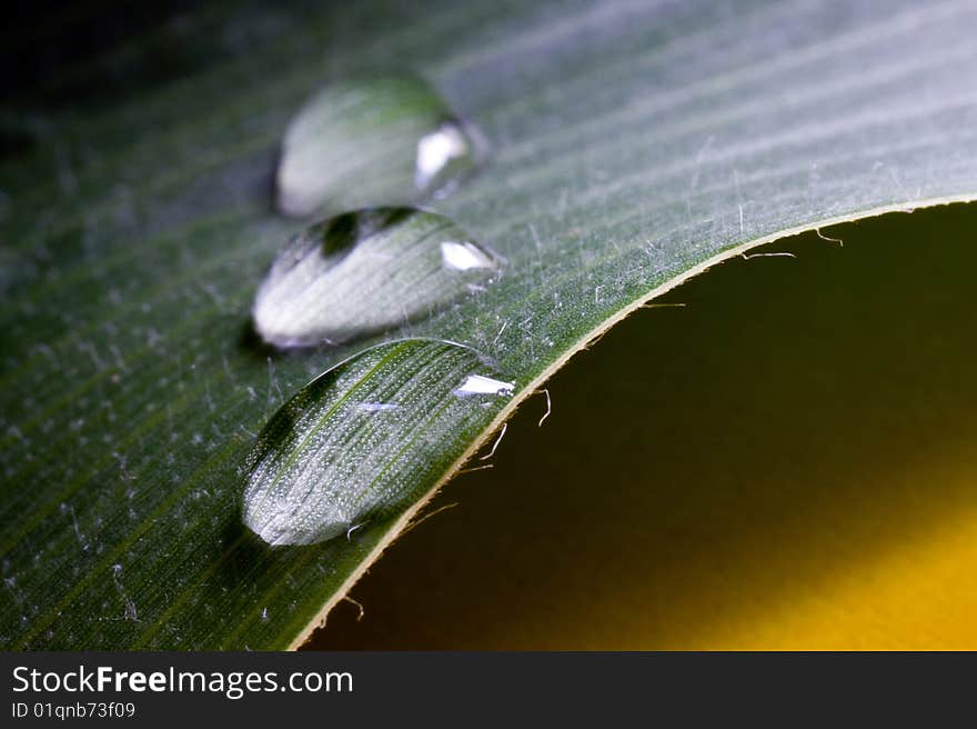 Big leaf with water drops