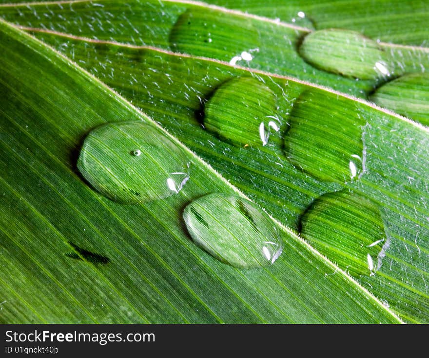 Big leaf with water drops