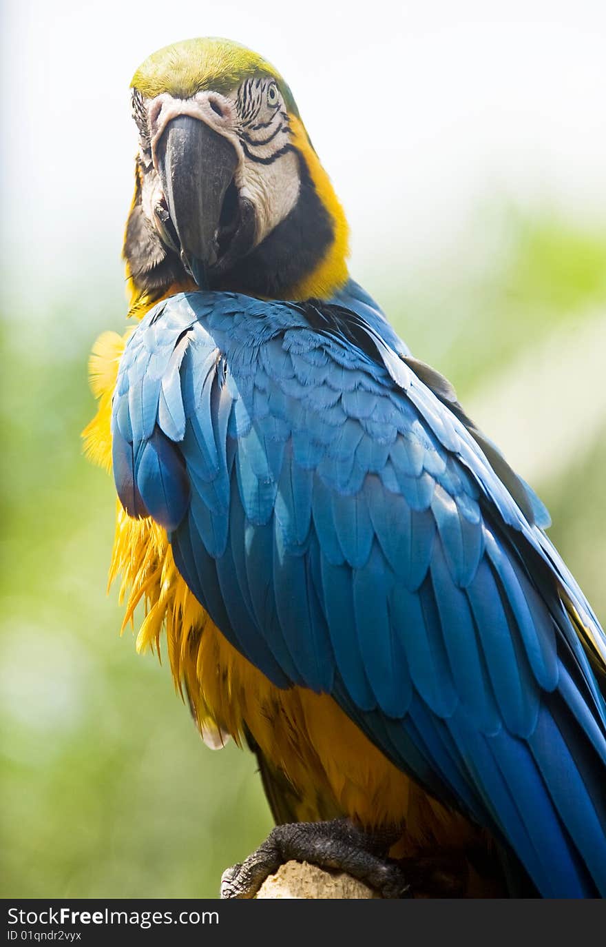 Blue and Yellow Macaw