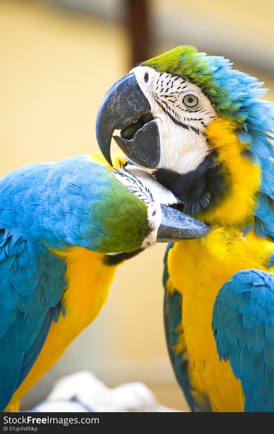 Blue And Yellow Macaw