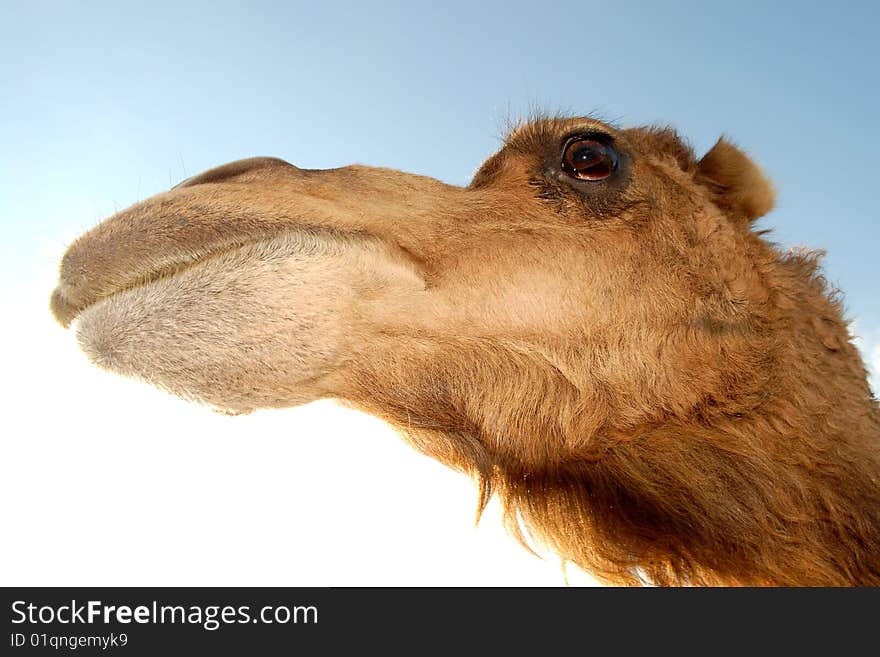 Camels head