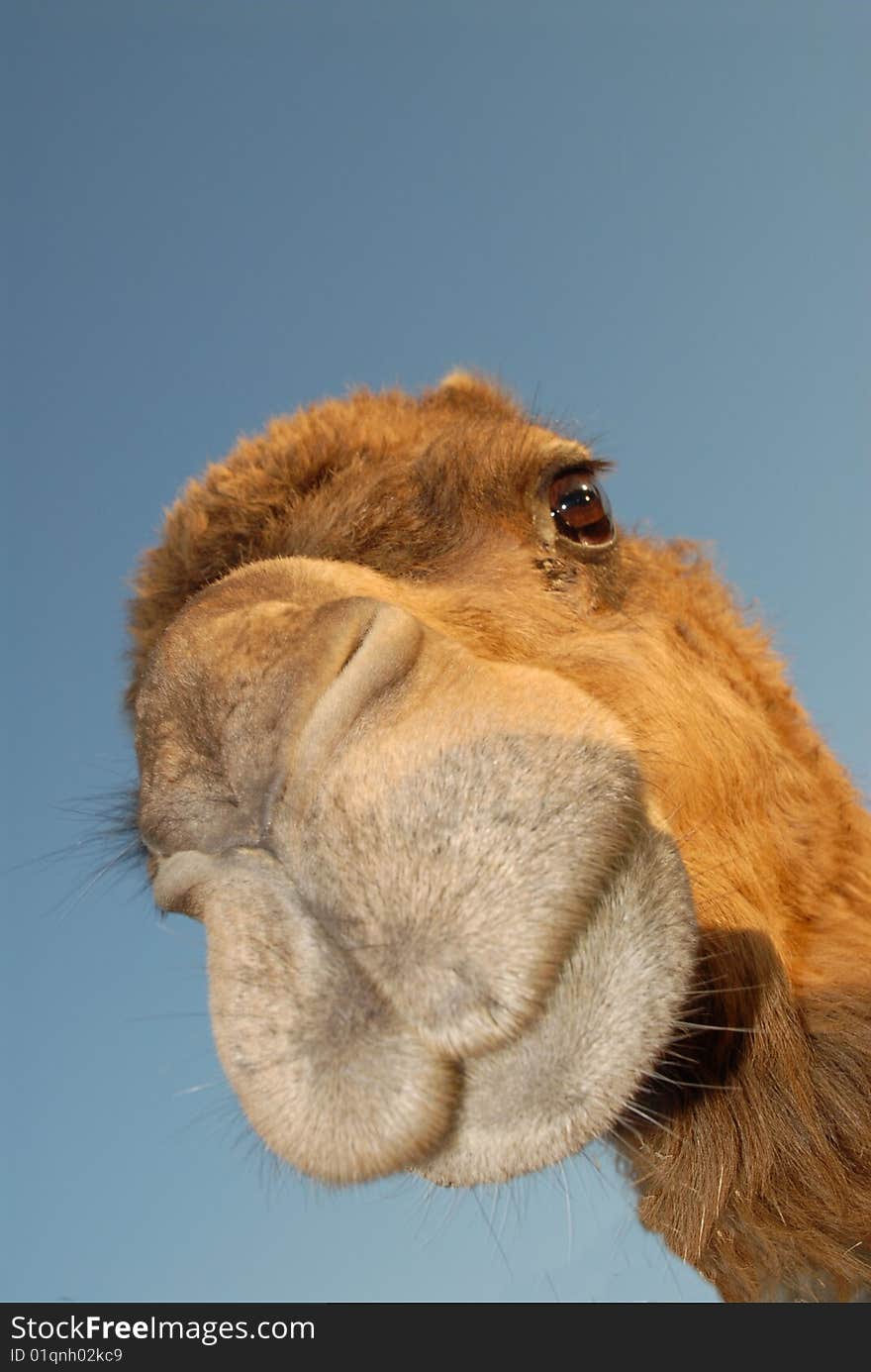 A close up of a camel looking down at the camera. A close up of a camel looking down at the camera