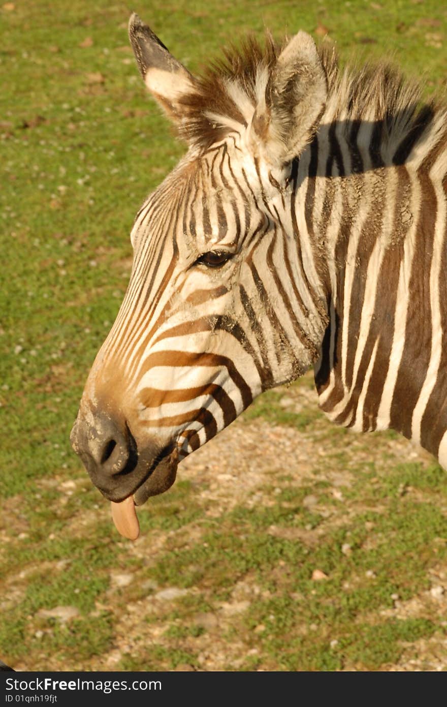 Silly Zebra