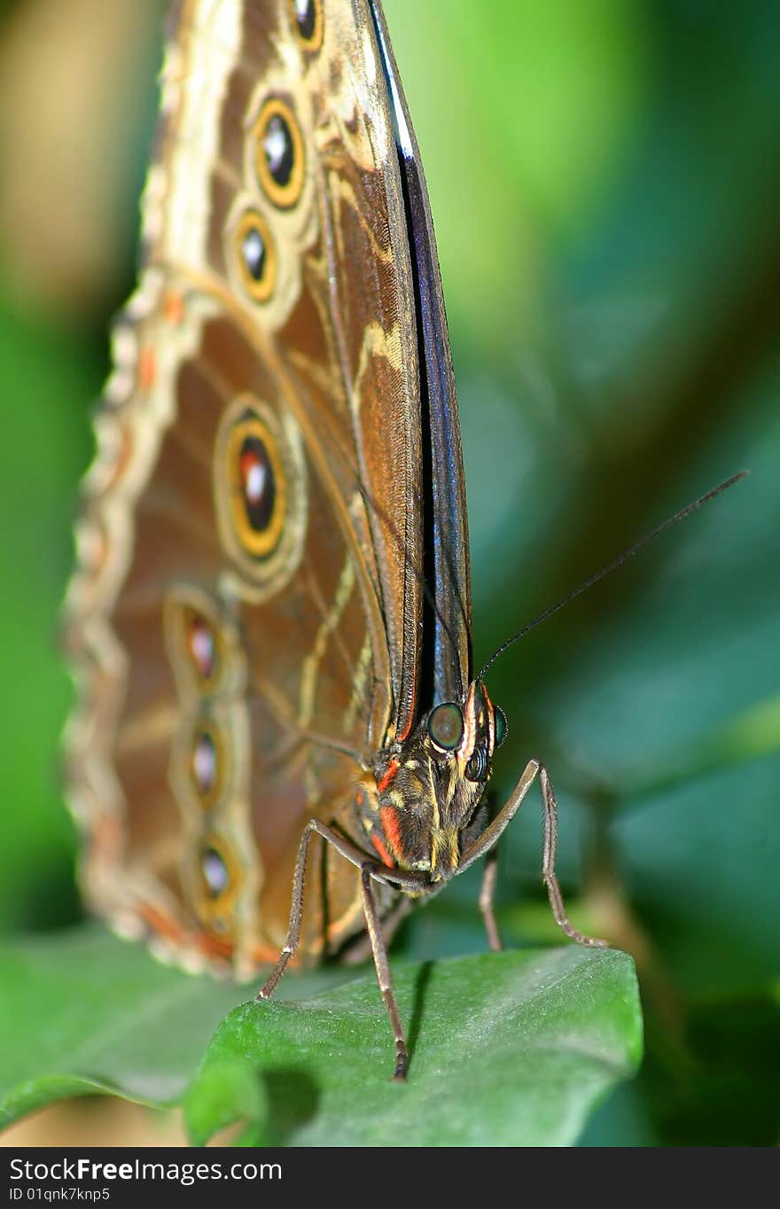 Bat Butterfly