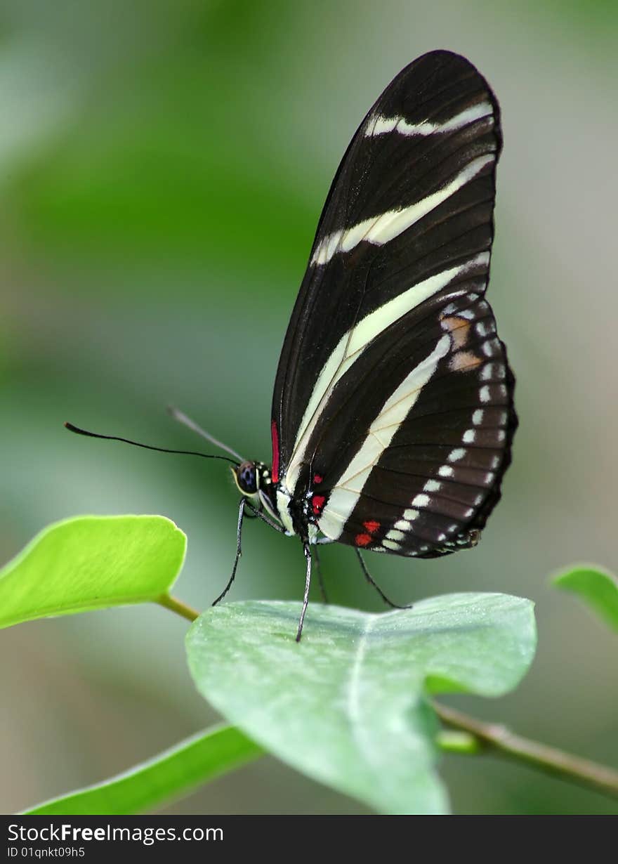 Zebra butterfly on the plant. Zebra butterfly on the plant.