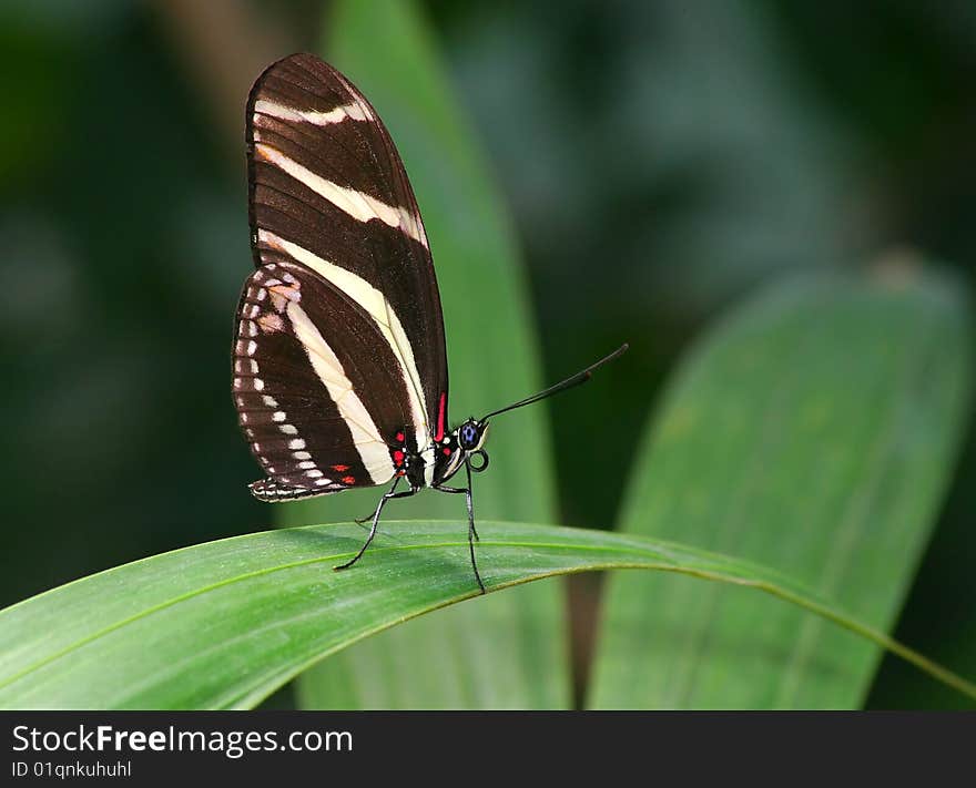 Zebra butterfly on the plant. Zebra butterfly on the plant.