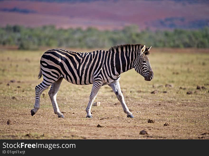 Zebra