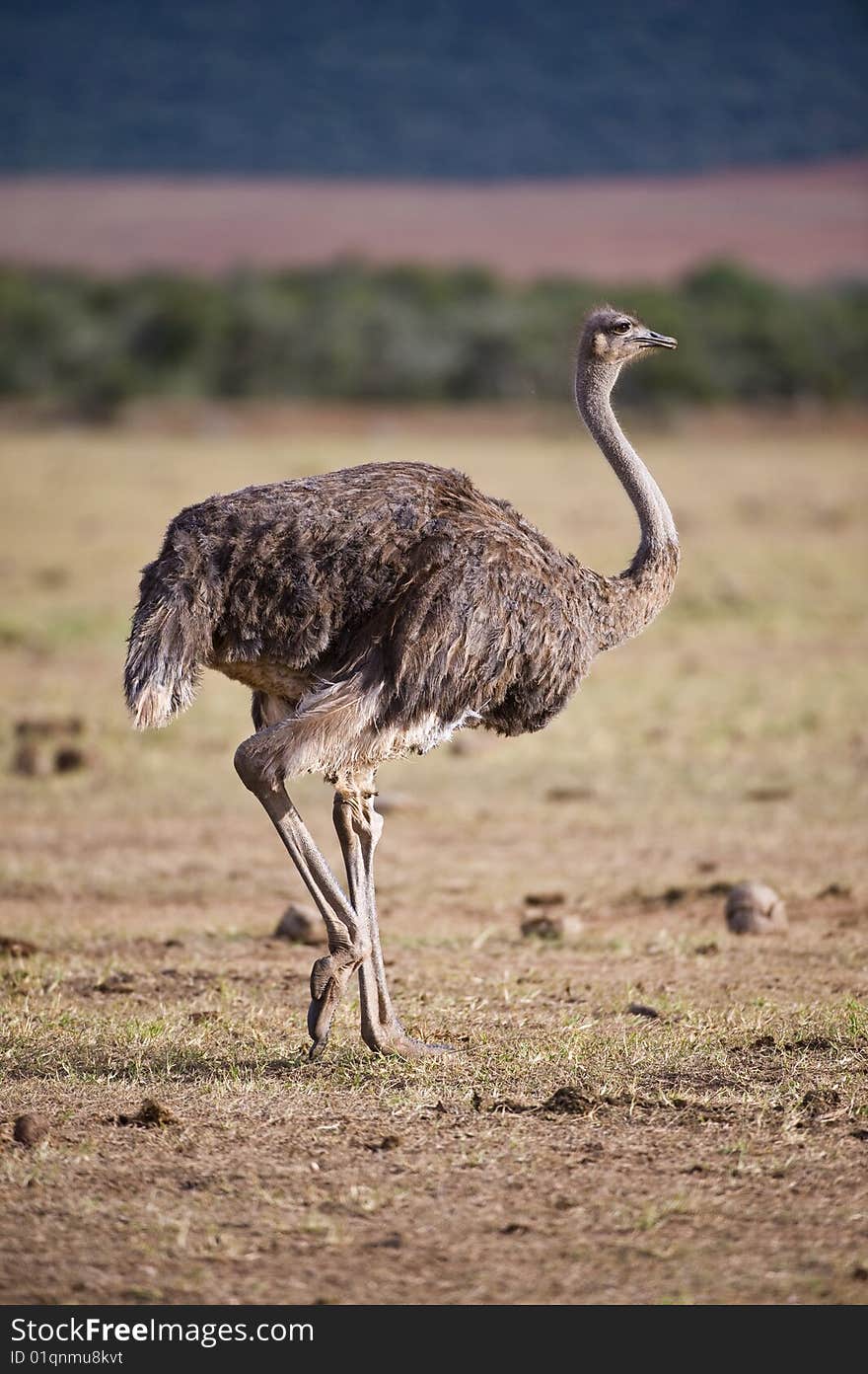 A large adult female ostrich arrives at the waterhole for a morning drink. A large adult female ostrich arrives at the waterhole for a morning drink