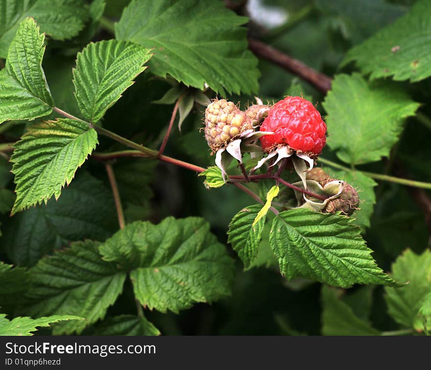 Ripe red delicious raspberry, hanging on a bush