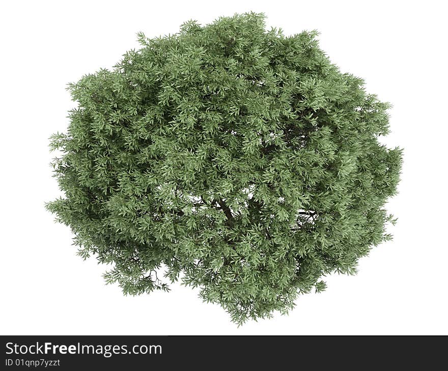 Rendered 3d isolated willow (Salix fragilis). Rendered 3d isolated willow (Salix fragilis)