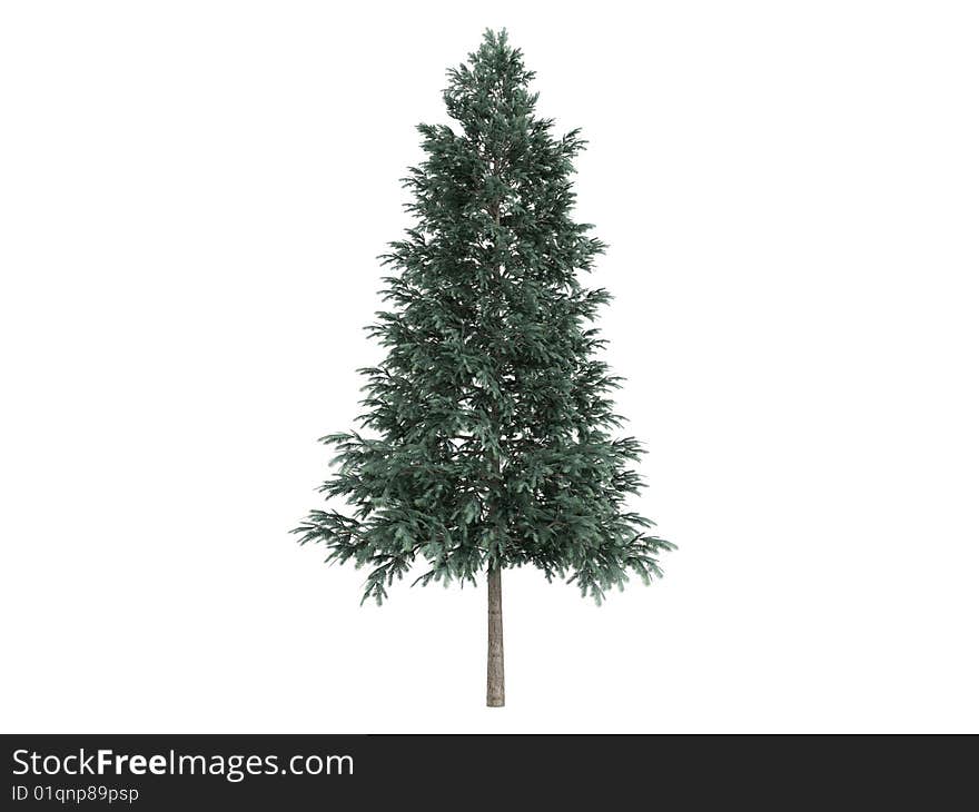 Spruce_(Picea_abies)