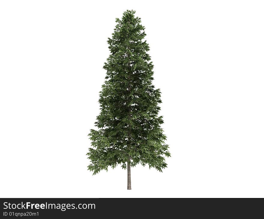 Rendered 3d isolated spruce (Picea abies). Rendered 3d isolated spruce (Picea abies)