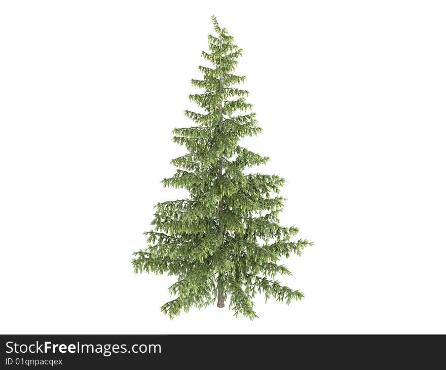 Rendered 3d isolated spruce (Picea). Rendered 3d isolated spruce (Picea)