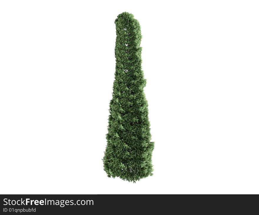 Thuja