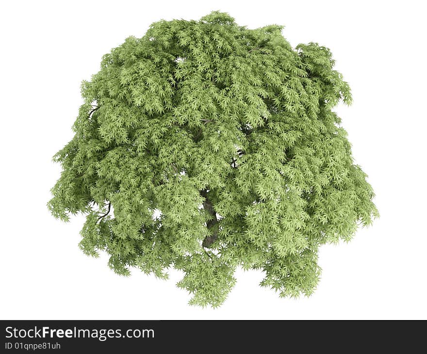 Rendered 3d isolated maple (Acer palmatum). Rendered 3d isolated maple (Acer palmatum)