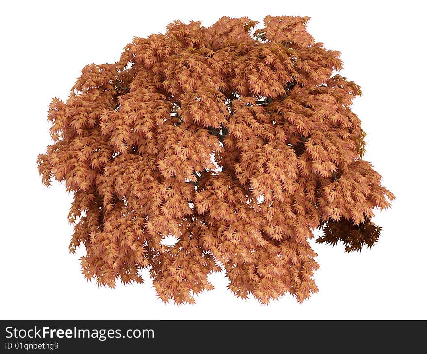 Rendered 3d isolated maple (Acer japonicum). Rendered 3d isolated maple (Acer japonicum)