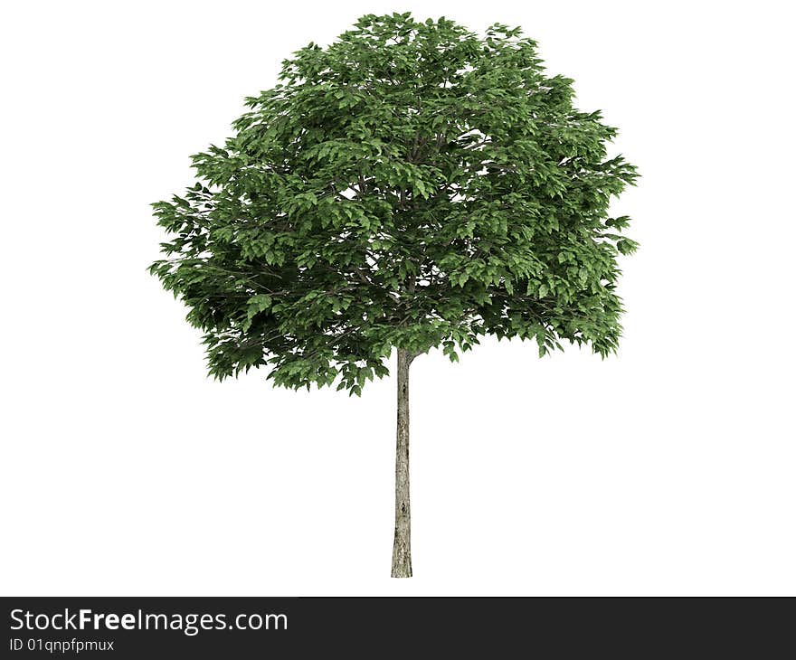 Rendered 3d isolated rowan (Sorbus). Rendered 3d isolated rowan (Sorbus)