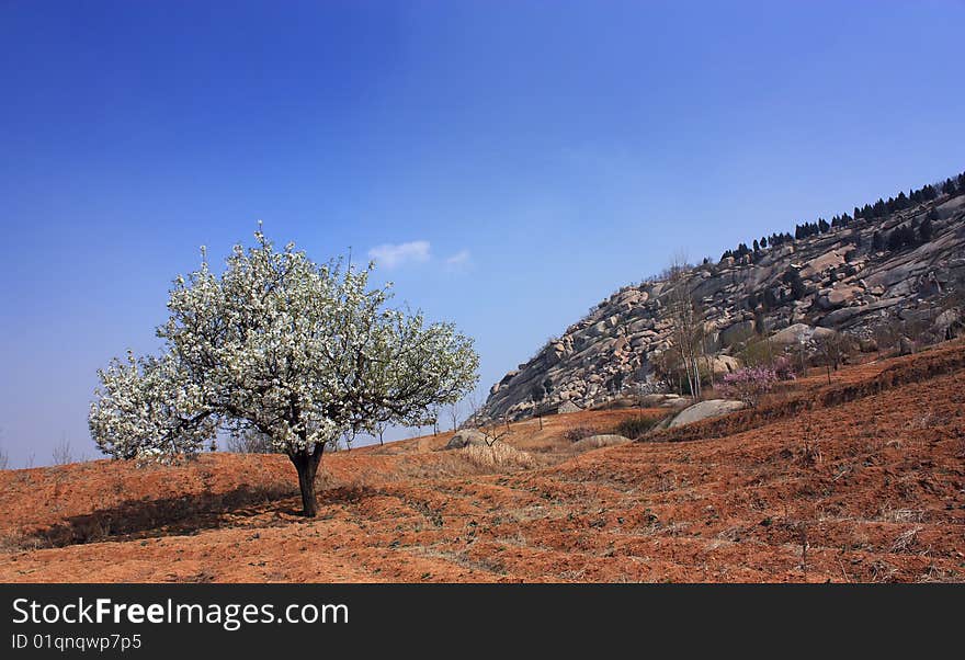 Pear trees have been Flowering