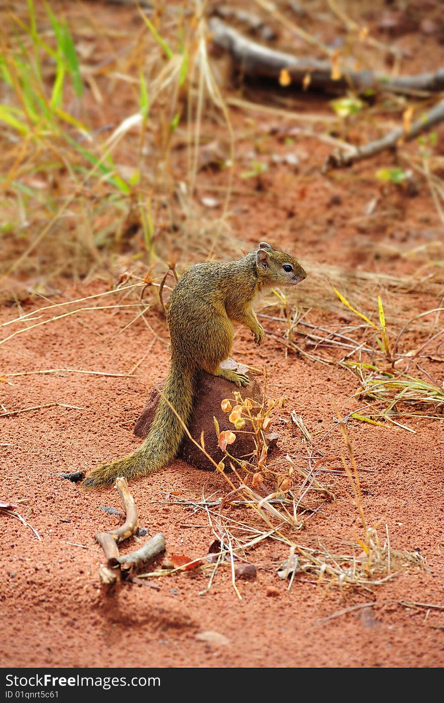 Tree Squirrel (Paraxerus cepapi)