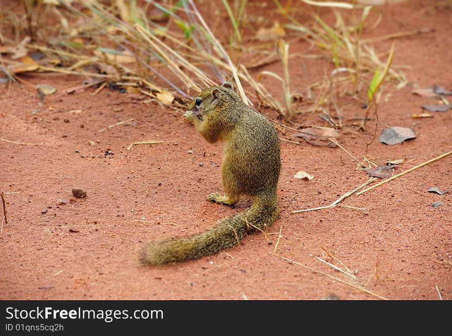 Smith's Bush Squirrel (Paraxerus cepapi), also known as Yellow-footed Squirrel or Tree Squirrel, is an African bush squirrel found in Southern Africa. Smith's Bush Squirrel (Paraxerus cepapi), also known as Yellow-footed Squirrel or Tree Squirrel, is an African bush squirrel found in Southern Africa.