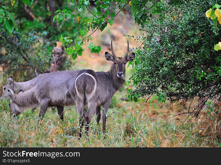 Waterbuck (Kobus ellipsiprymnus) are found in scrub and savanna areas near water where they eat grass. Despite its name, the Waterbuck does not spend much time in the water, but will take refuge there to escape predators (South Africa).