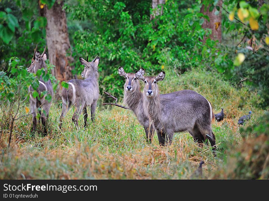 Waterbuck (Kobus ellipsiprymnus)