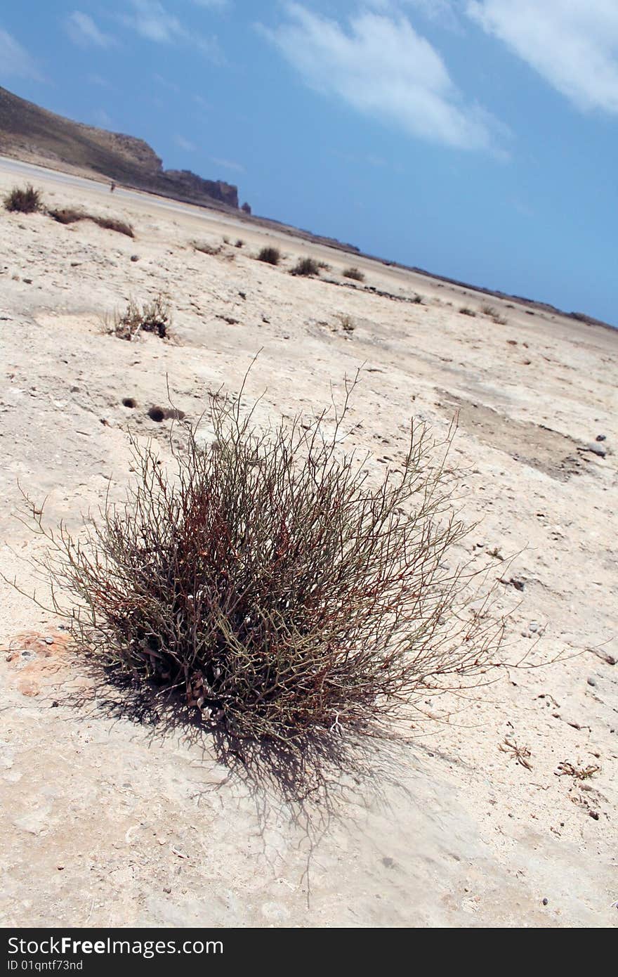 Tumbleweed On the beach