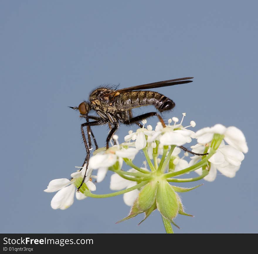 Dance Fly on a white flower. Dance Fly on a white flower