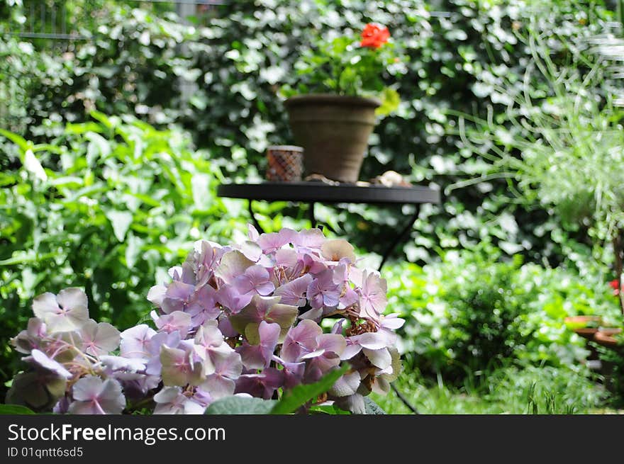 Pink hydrangea in the garden. Pink hydrangea in the garden