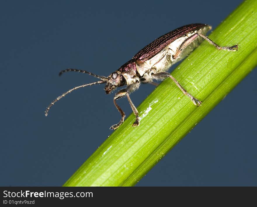 Donacia Species sliding down of some grass