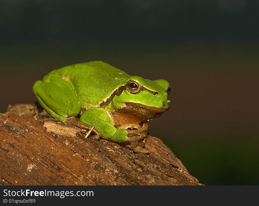 European treefrog sitting or laying relaxed