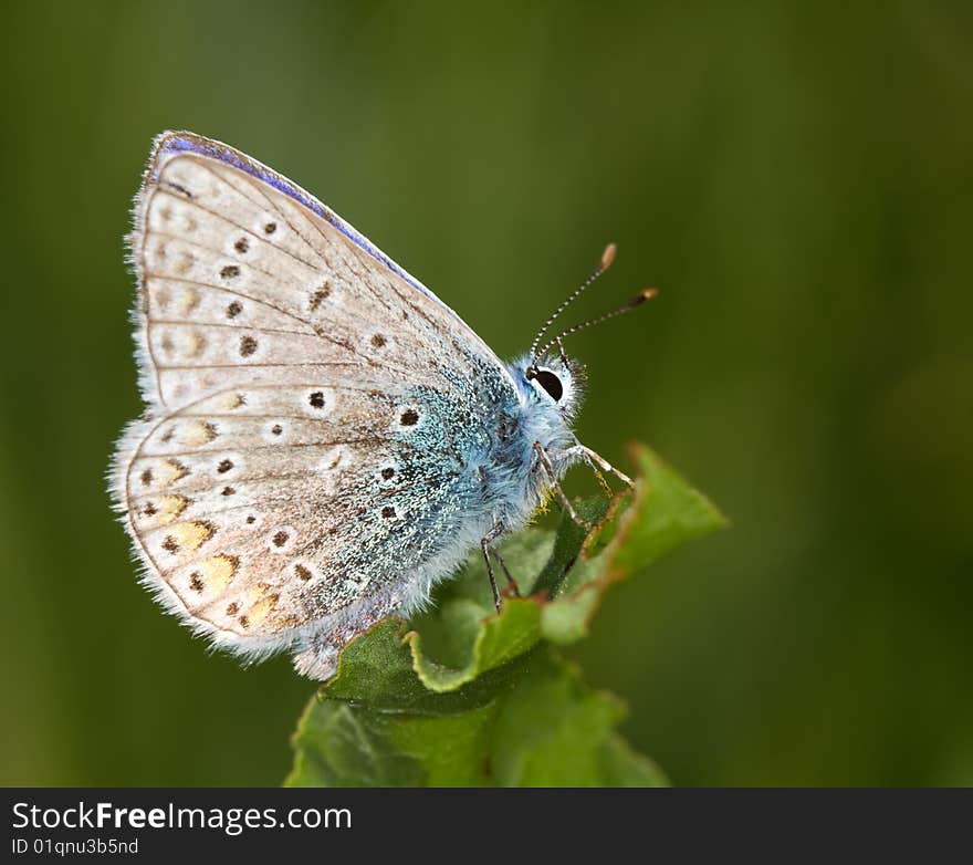 Polyommatus Icarus On A Green Leaf