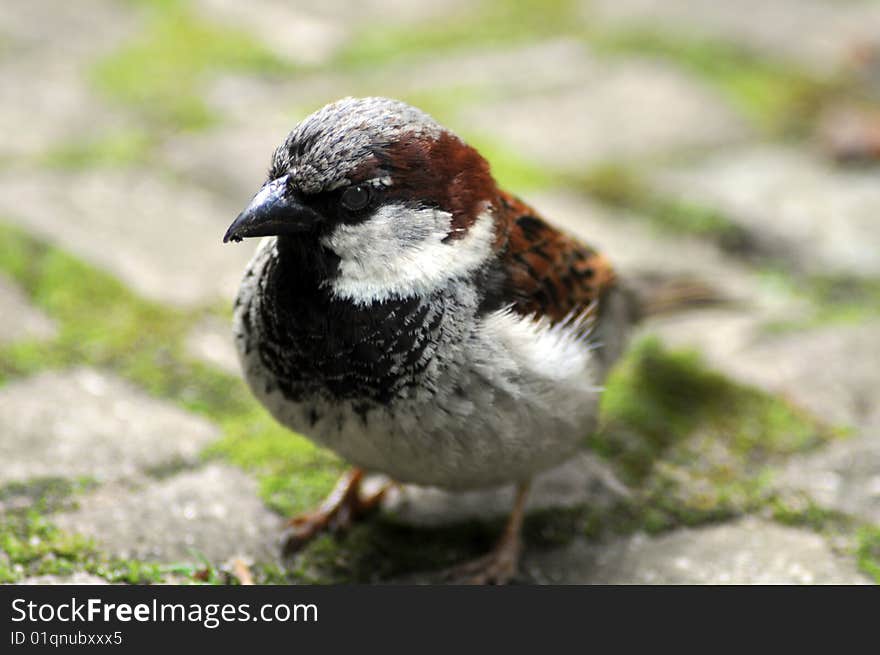 Young sparrow sitting on the ground