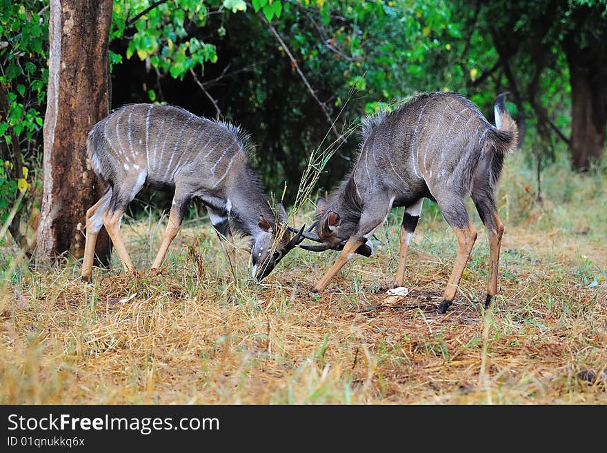 Nyalas (Tragelaphus Angasii)